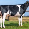 H.K. Holsteins Corrie 375